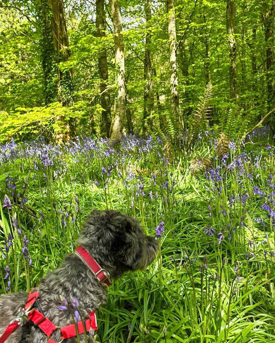 This is a wonderful time of year for a walk in an Irish wood. The air is full of the scent of wild garlic, and the bluebells are magical! We visited a lovely local spot at Mountain Grove in County Kilkenny this morning. Do you have a favourite place for bluebells?