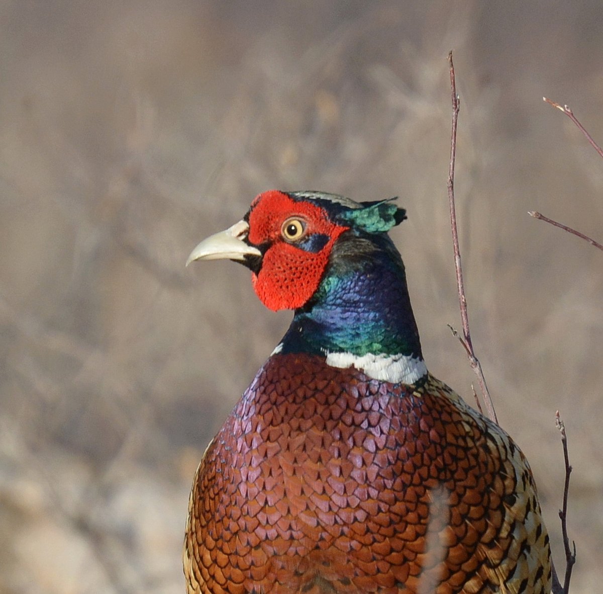 It was a nice surprise to stumble across this beauty on my evening walk. #ringneckedpheasant #nature