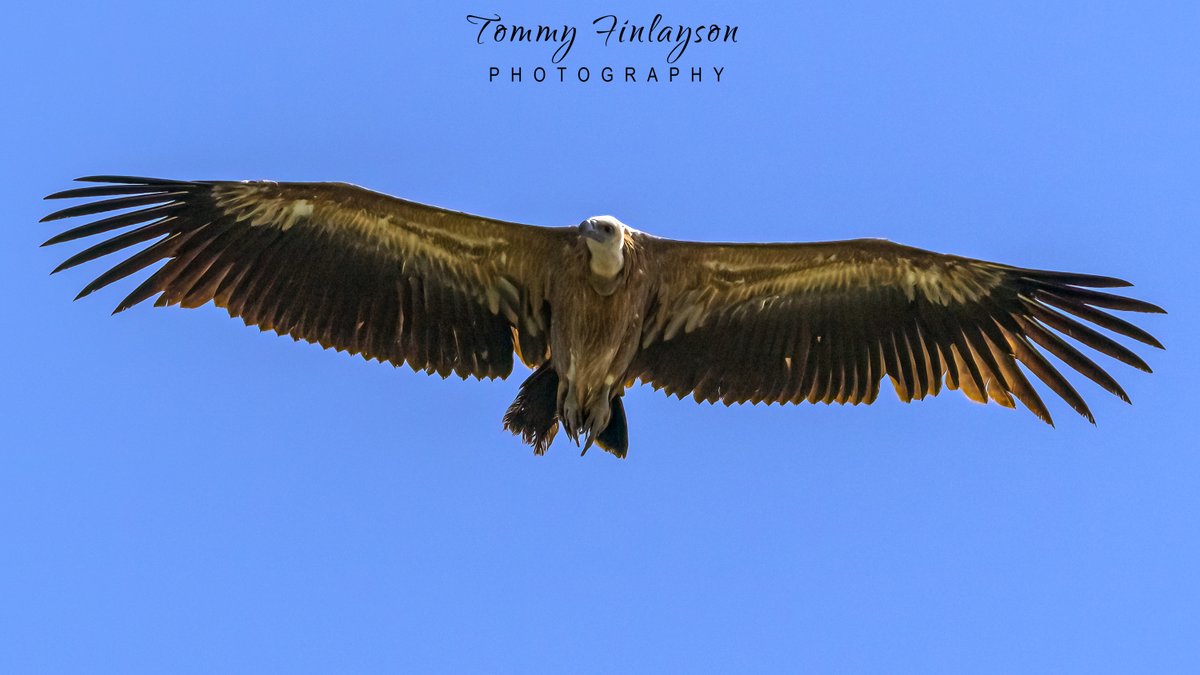 My first Griffon vulture of the season #Gibraltar #BirdsSeenIn2024 @gonhsgib @BirdingRasta @GibraltarBirds @InfoGibraltar @Natures_Voice @Britnatureguide @BirdGuides @BirdLifeEurope @GibReserve @_BTO