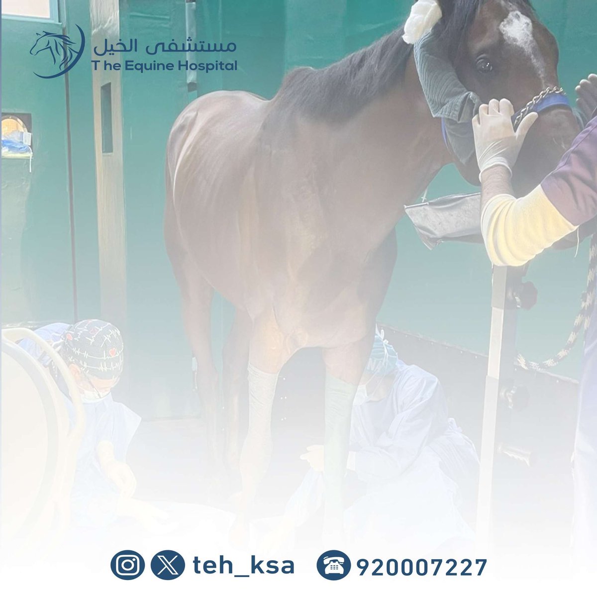 Happy #WorldVeterinaryDay! We are proud of our staff veterinarian, veterinary fellow and registered veterinary technicians who work hard on 24/7  to provide best healthcare services at #The_Equine_Hospital. Thank you