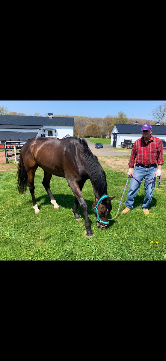 Like he’s always been here🧡Great mind, easy SLIPSTREAM checks all the boxes. Thanks to Clement Stable for entrusting me with his care #OTTB #AllClass #RetiredRacehorsesRule 🥰