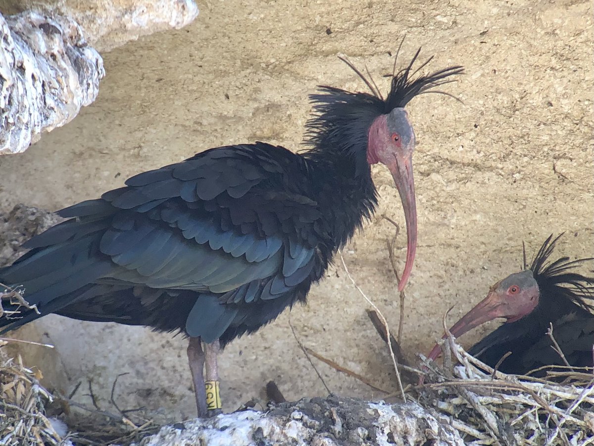 JamesJeherbert's tweet photo. Bald Ibis at La Barca de Vejer #Birds #Andalucia https://t.co/AwmXCemPtc