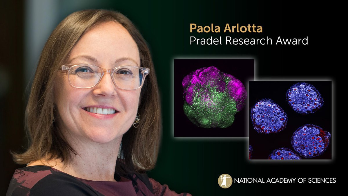 Accepting the 2024 Pradel Research Award is Paola Arlotta of @Harvard for advancing understanding of the principles that govern the development of the brain. #neuroscience #NAS161 #NASaward Watch live: ow.ly/maC750Rqen8