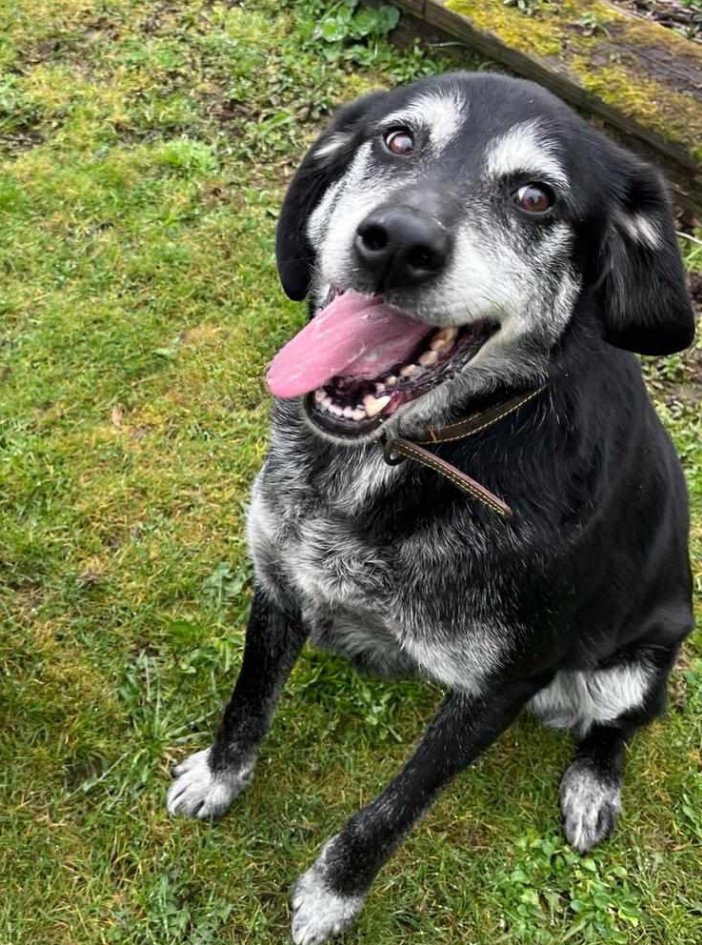 💕 Bailey says THANK YOU!! 💕 He got so many likes & shares all week🙏 7yr old Bailey is a total sweetheart, he loves people & adores other #dogs! He greets everyone with that #labrador love 💓 and waggy tail 🥰 Can you ❤️ Bailey? madra.ie/dog-profiles/ #AdoptDontShop