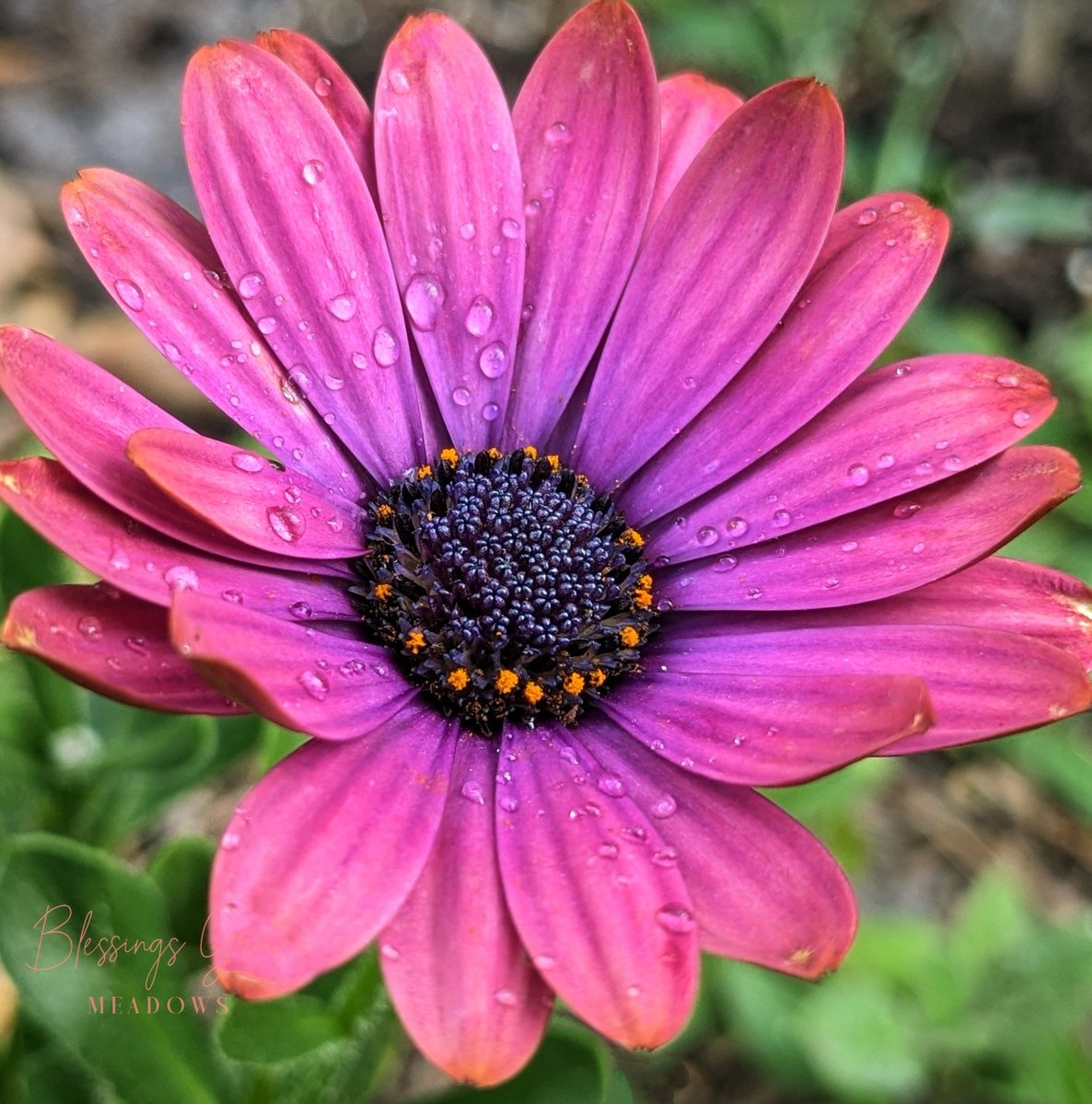 Year ✌️
Swooning over these colors @blessingsgrowmeadows
.
.
.
.
#daisy #africandaisy #BlessingsGrow #FlowerPower #GAFlowers #Godsbeauty #gardensofinstagram #flowerphotography #swoon