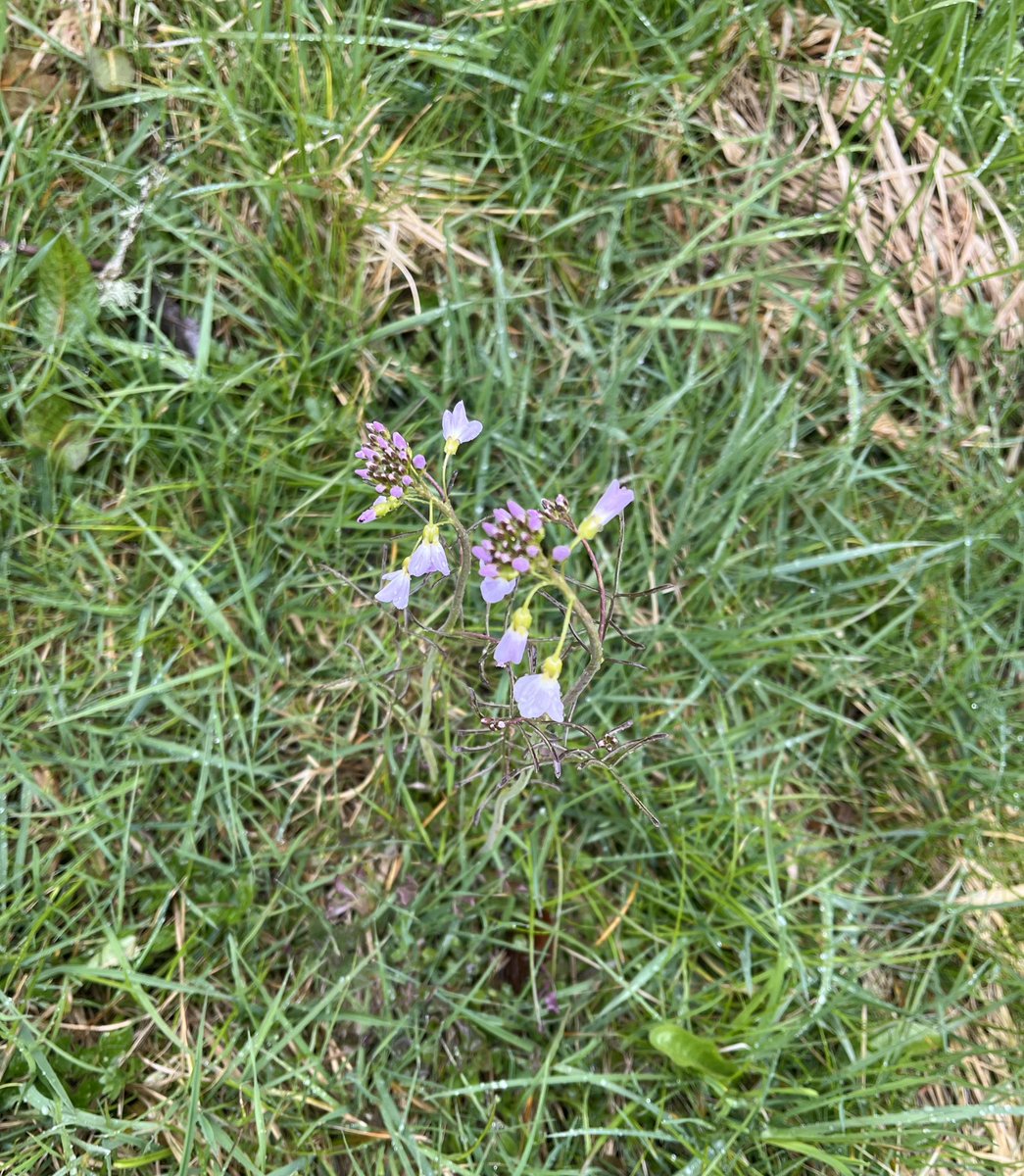 Cuckoo flower just starting to flower up here in Aberdeenshire 🤩 #wildflowerhour