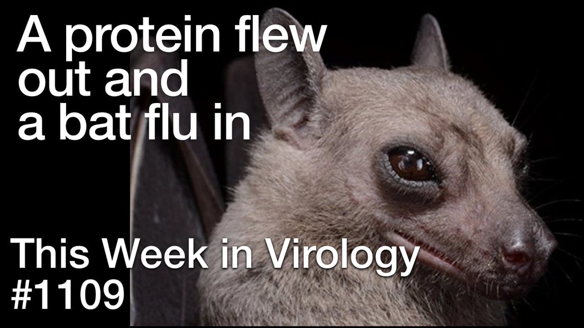 TWiV reviews avian H5N1 influenza virus in the US, measles at highest levels in England, positive selection underlies repeated knockout of ORF8 in SARS-CoV-2 evolution, and cross-species spill-over potential of the H9N2 bat influenza A virus. 📺 bit.ly/4dgRZjY