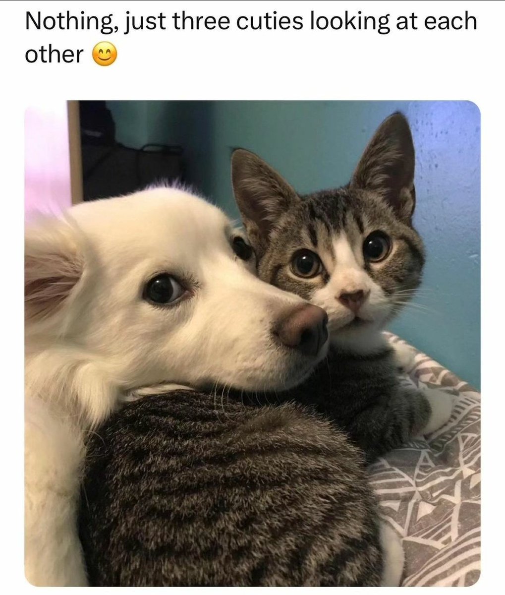 cats with powerful impression 🐾 tweet media