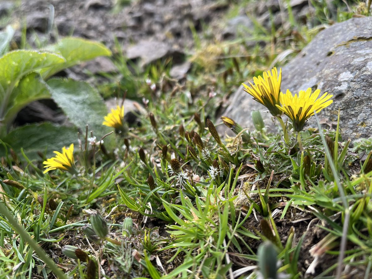 A delightful group of Dandelions for #wildflowerhour, growing in upland calcareous grassland in Stirlingshire. Charming plants! #InternationalDayoftheDandelion
