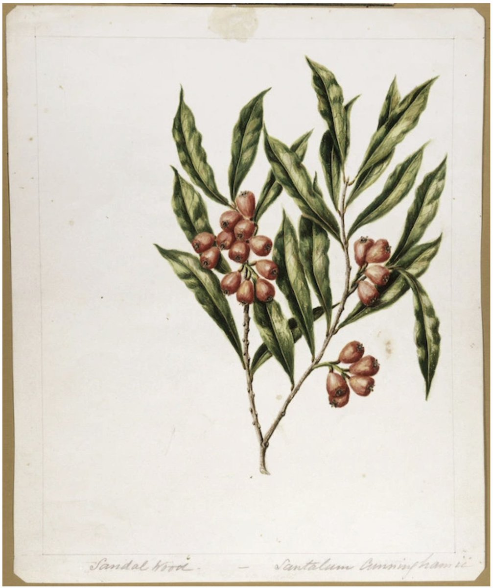 A branch of sandalwood in leaf and berry / Santalum Cunninghamii, c. 1890, by #SarahAnnFeaton (nee Porter; New Zealander, 1848?-1927), who died #otd, Apr 28. Held by @NLNZ; source, @DigitalNZ, digitalnz.org/records/231870… #womenartists #artherstory #hernaturalhistory