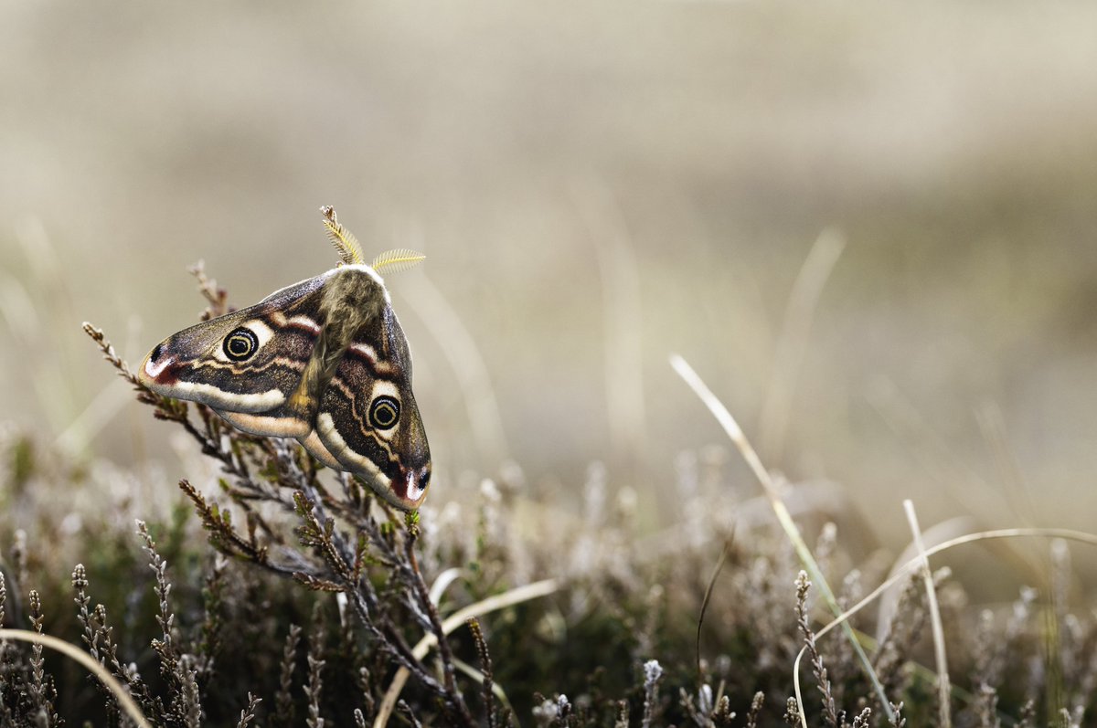 Emperor Moth, @RSPBScotland The Oa.