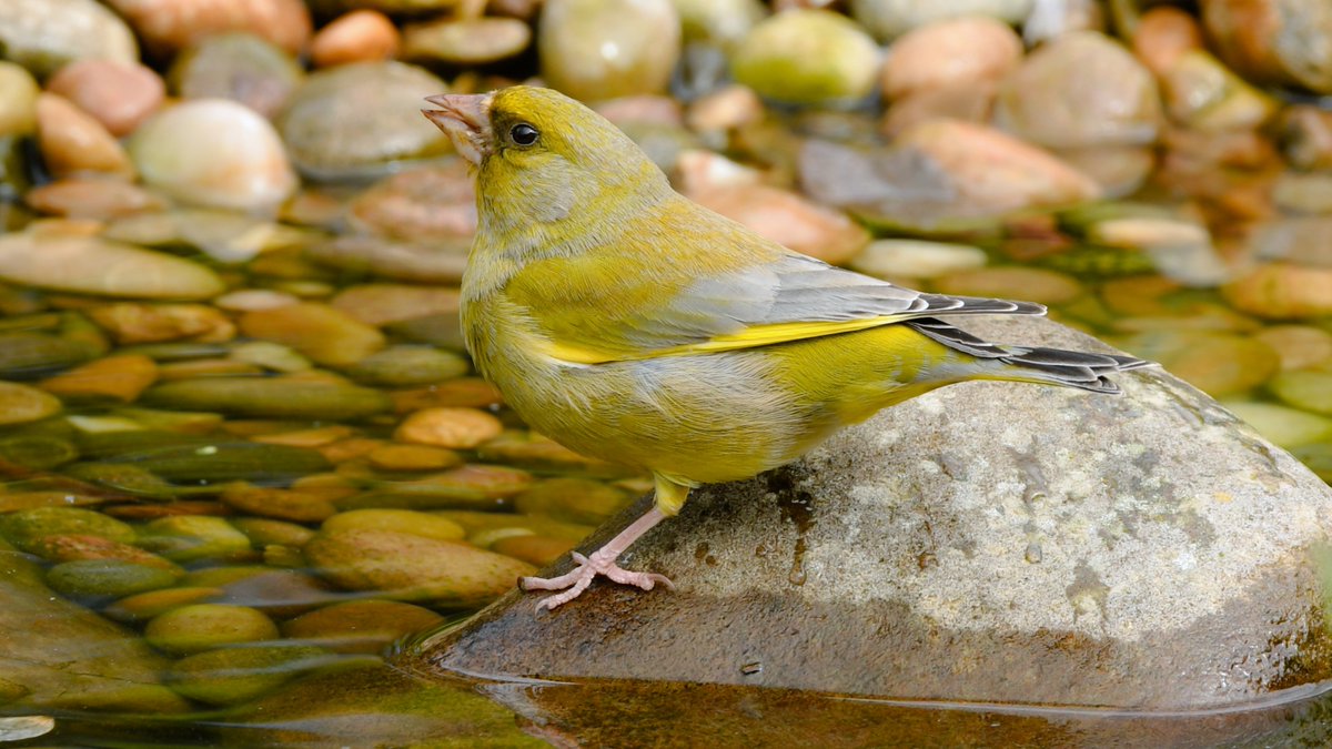 A #greenfinch stopping off for a drink from the pond.  

#TwitterNatureCommunity #BirdsofTwitter #nature #birdtwitter #wildlife #FinchFamily #wildlifepond
