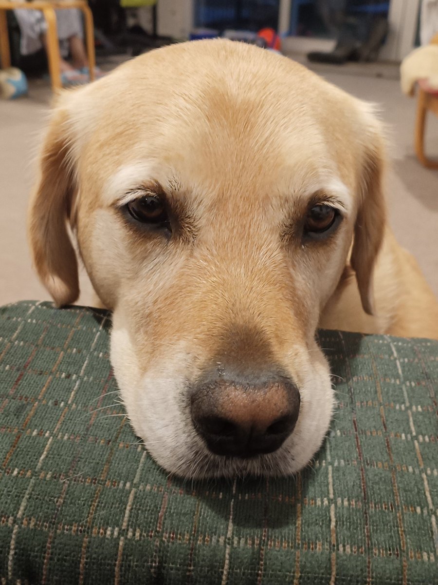 SuperMCDad 🇺🇦 #IncorrigibleClub tweet media