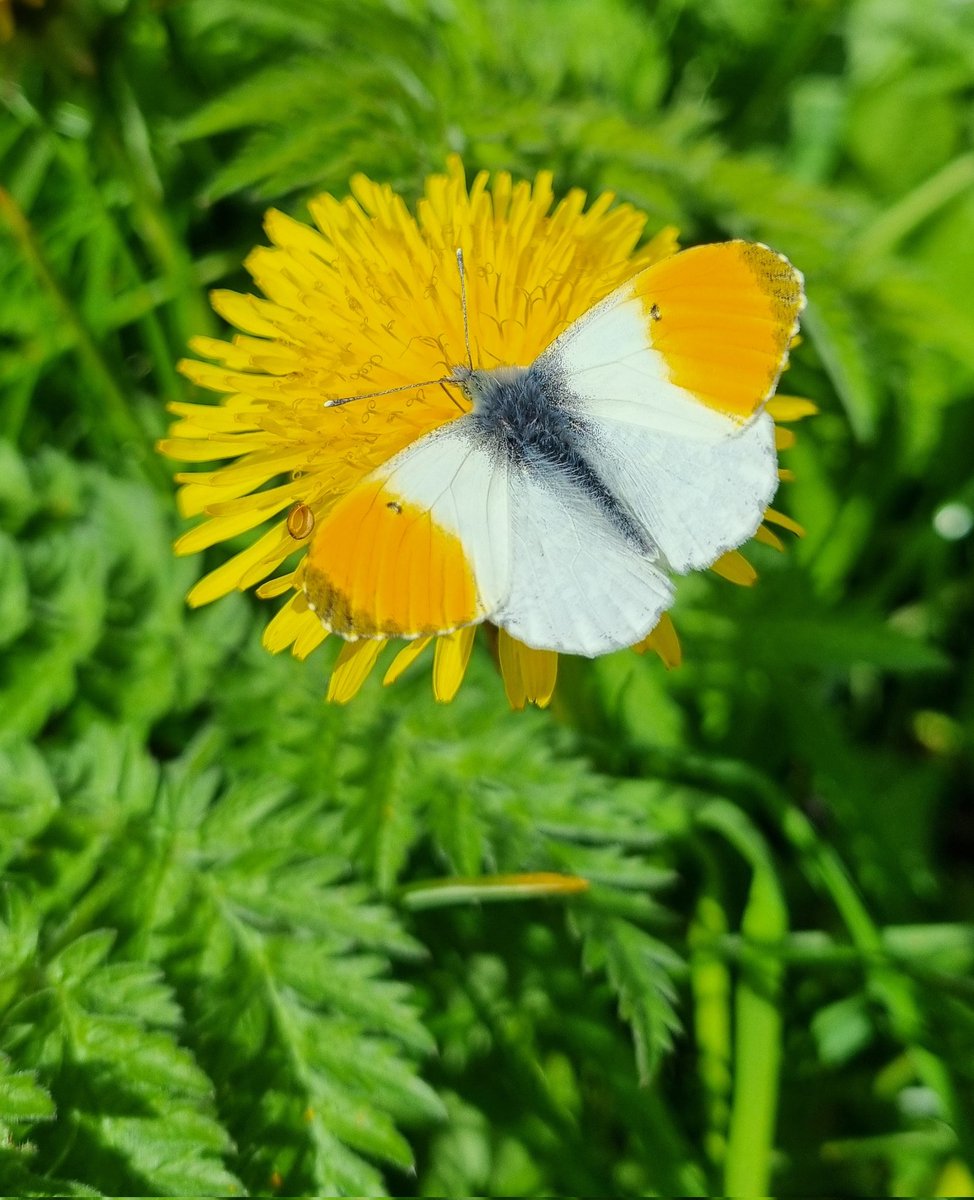 There are over 200 species of Dandelions in the UK, and together, they provide early emerging pollinators such as this male Orange-tip butterfly and bees with a vital source of nector. #Wildflowerhour #InternationalDayoftheDandelion