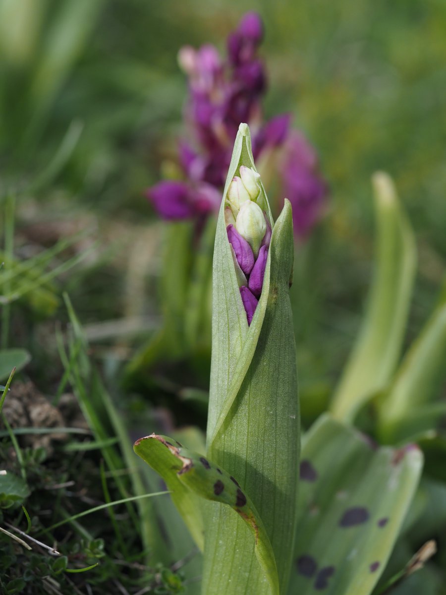 Orchis mascula, Early Purple Orchid, growing on a slope in a local quarry, a new place for me to see these beauties , about 100 flowers and loads more rosettes to flower #wildflowerhour