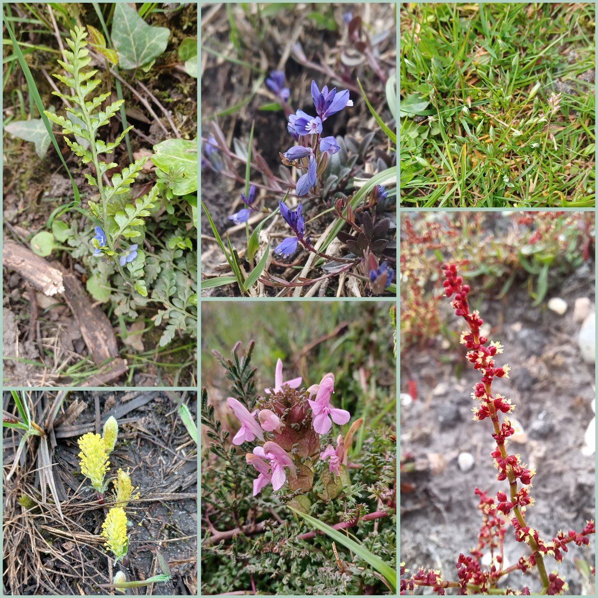 @wildflower_hour And some from the week, Coastal Oak woods and New Forest lawns with Black Spleenwort, Heath Milkwort, Upright Chickweed, Creeping Willow, Common Lousewort and Sheeps-sorrel. Early-purple and English Scurvygrass. #Wildflowerhour