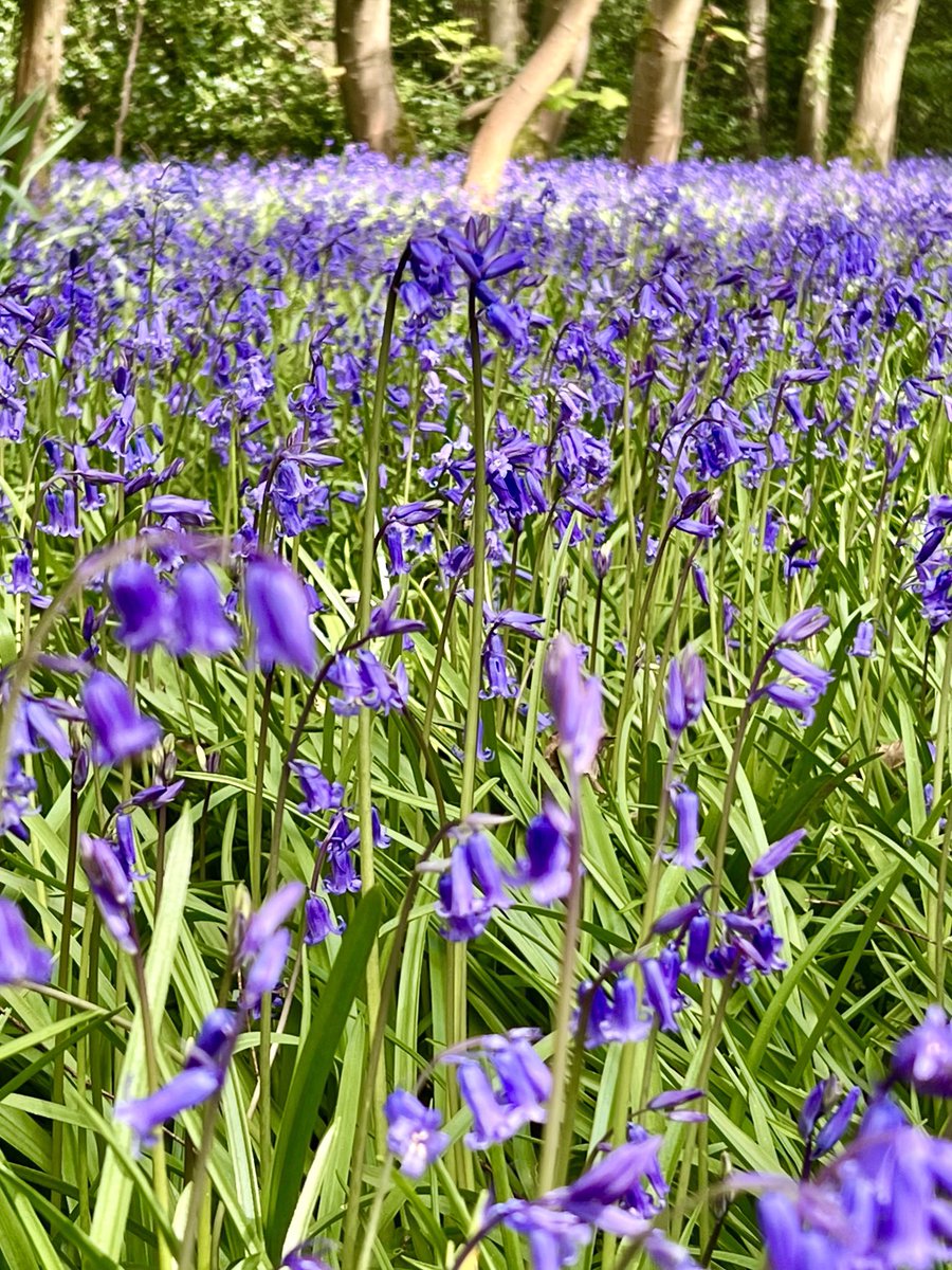 Can’t have enough bluebells! Boldre New Forest for #WildflowerHour