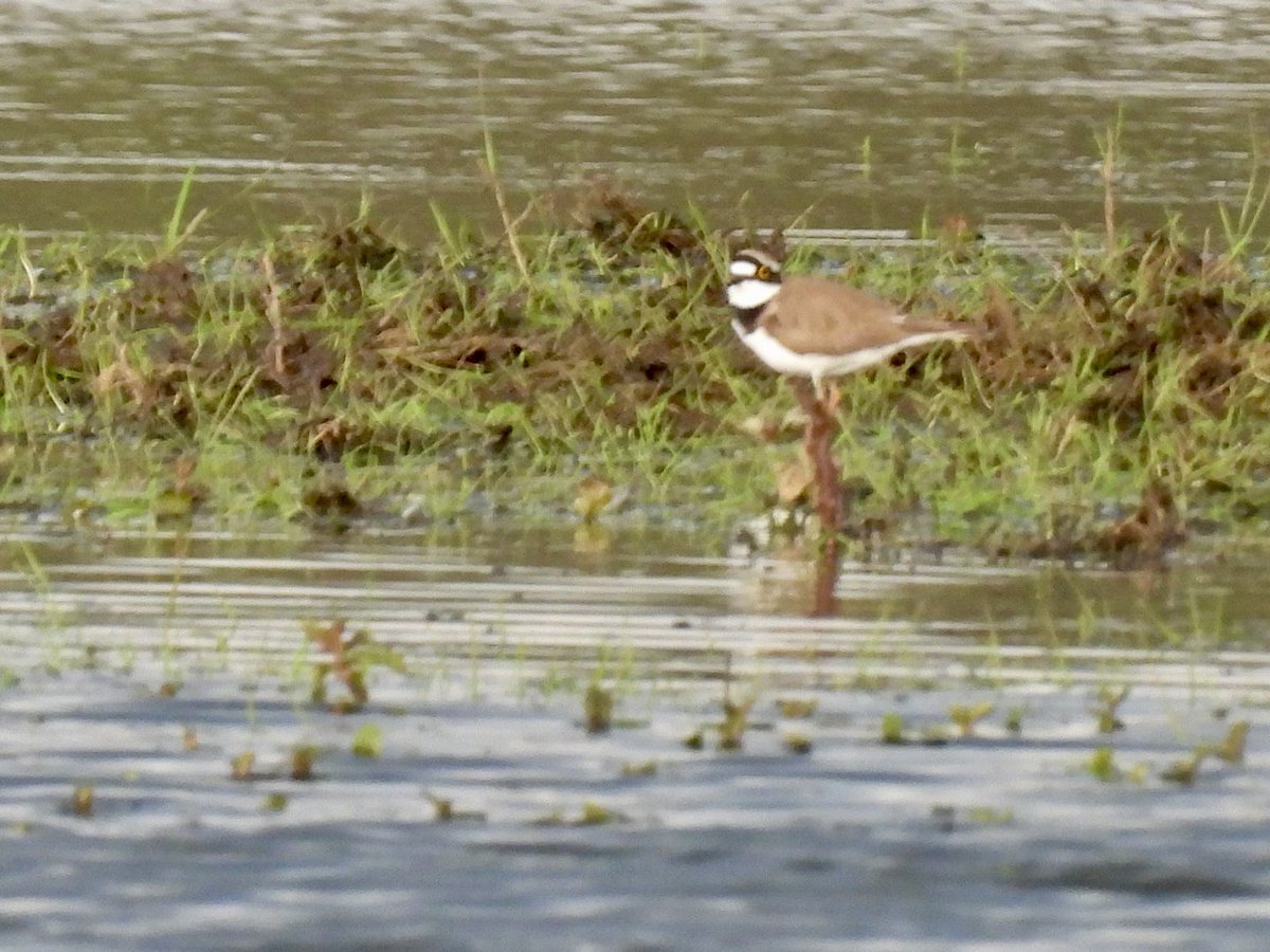 Patch gold tonight at Stockers Lake tonight with two more site ticks - the female Comon Scoter found by @rickybirdman and the stunning Yellow Wagtails on the flood field. Even the LRP turned up for a belated patch year-tick #hertsbirds @Colne_Valley