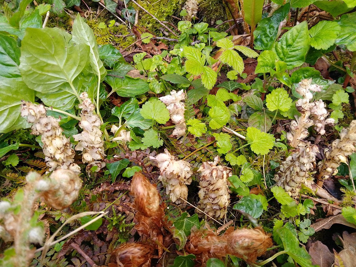 Toothwort. An elusive plant I've only seen a few times but always a good one for the keen eyed #wildflowerhour #wildflowers @wildflower_hour