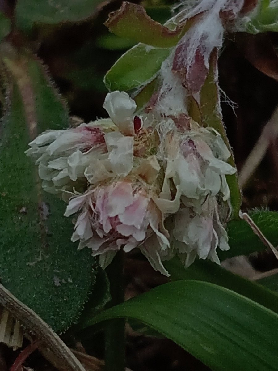 @BSBIbotany #wildflowerhour mountain everlasting Barnack Northamptonshire