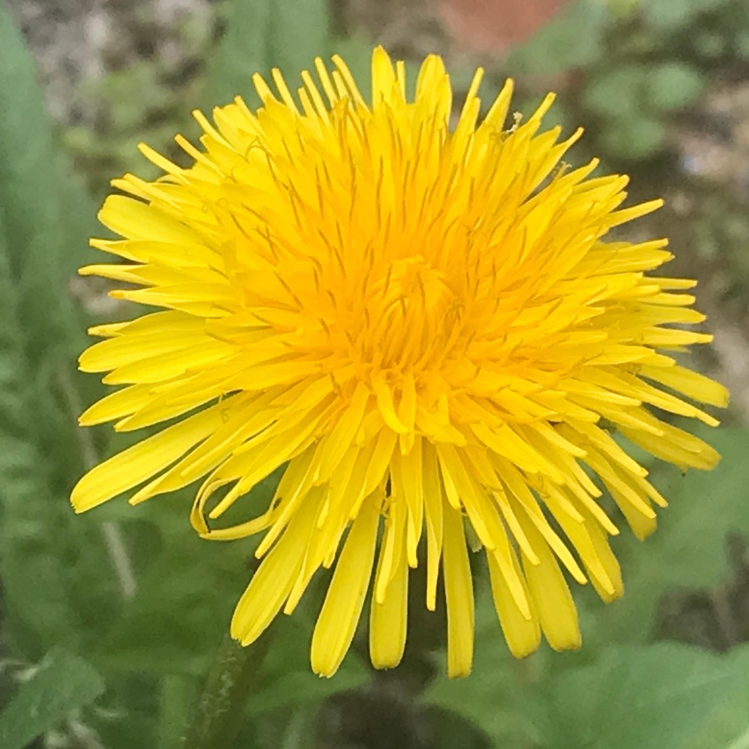 Ode to the Dandelion: The dandelion is good for bees, Her golden hue is sure to please, Clad in springtime’s fine regalia, with roots that finish in Australia. Pam Ayres MBE #InternationalDayOfTheDandelion