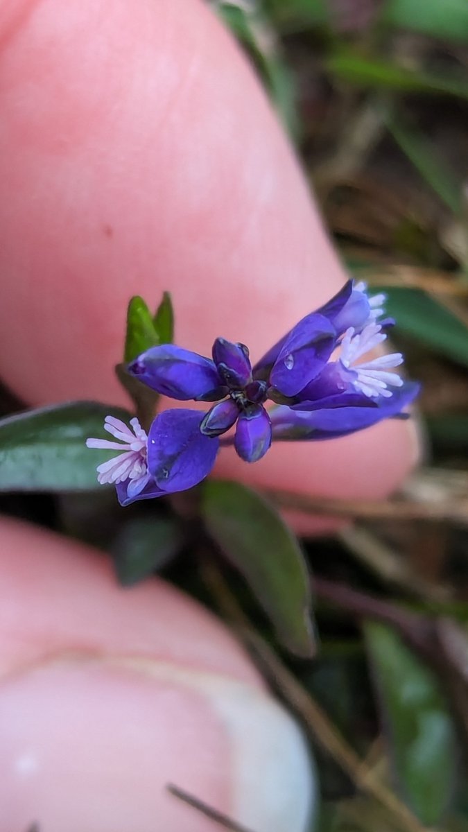 Spring has really been sproinging! So many lovely wildflowers this week for @wildflower_hour! 1. Cardamine pratensis, lady's smock 2. Senecio squalidus, Oxford ragwort (with thriving Marchantia polymorpha!) 3. Pedicularis sylvatica, lousewort 4. Polygala, milkwort @BSBIbotany