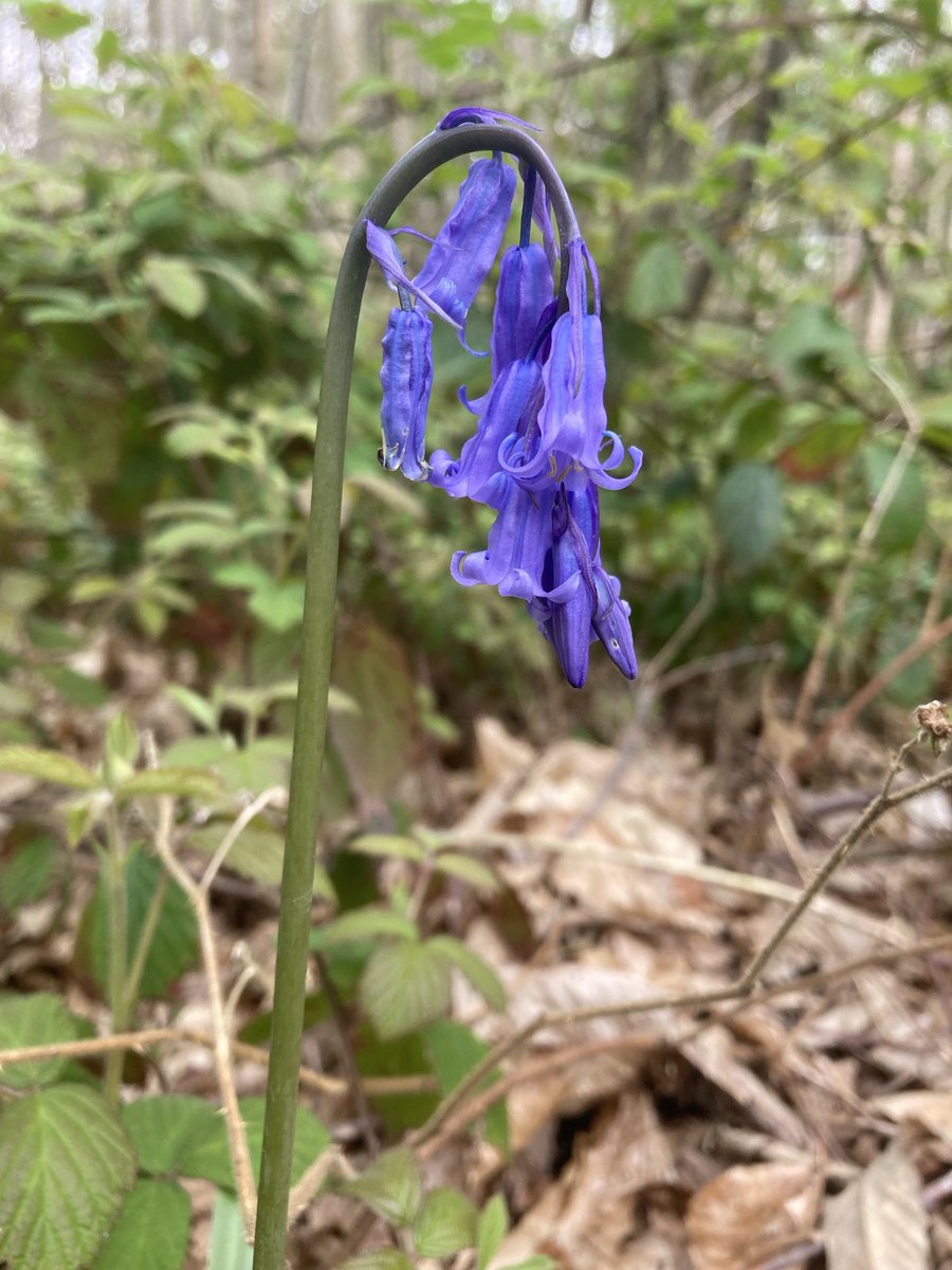 Bill the bluebell is sad as there are no others near him 😔 What he doesn’t know is that hundreds of seeds have been spread all around in the last three years, and hopefully within two more at the most he will be surrounded 💜
