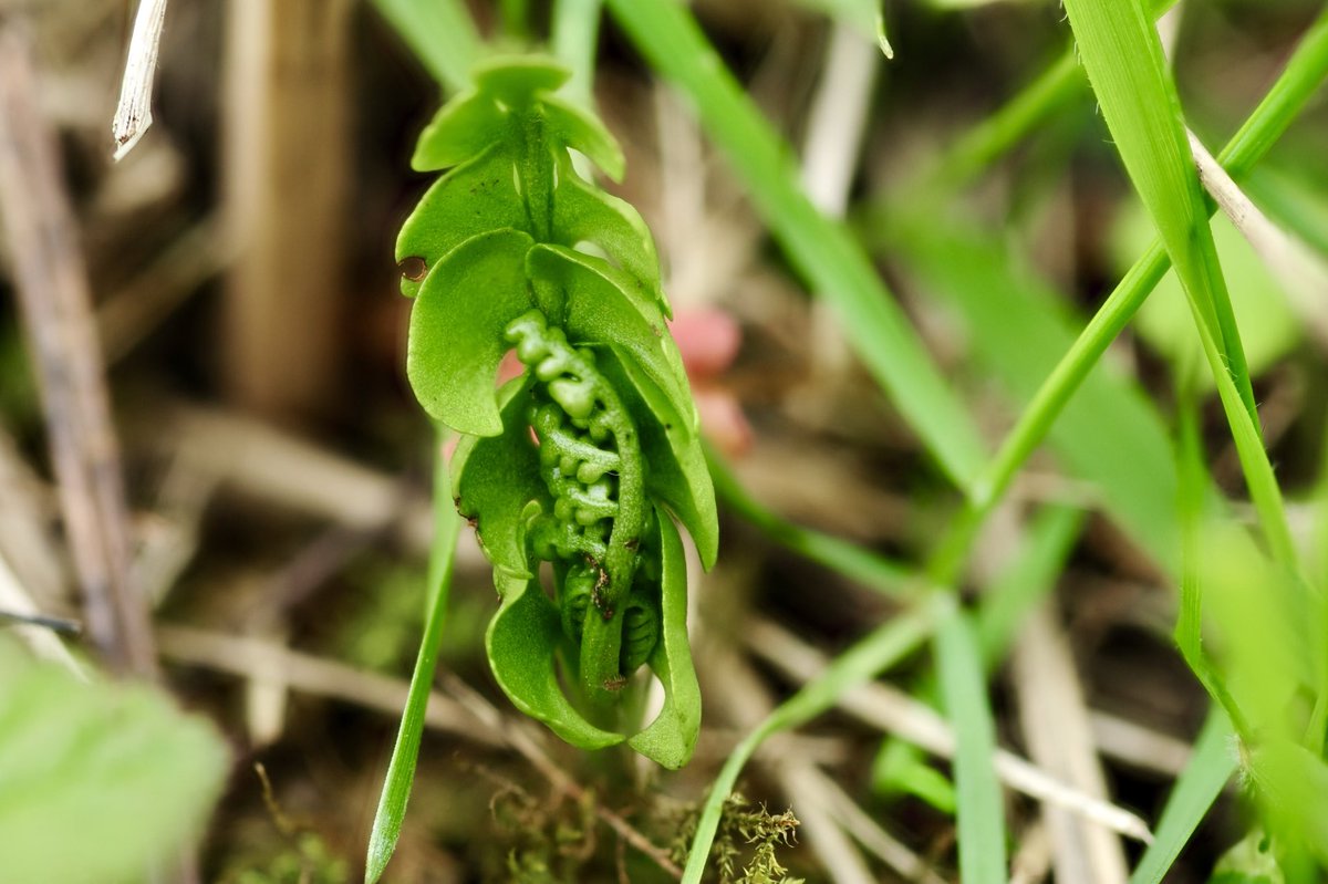 There’s something adorable about Moonwort (Botrychium lunaria) #yorkshire #wildflowerhour ⁦@BSBIbotany⁩