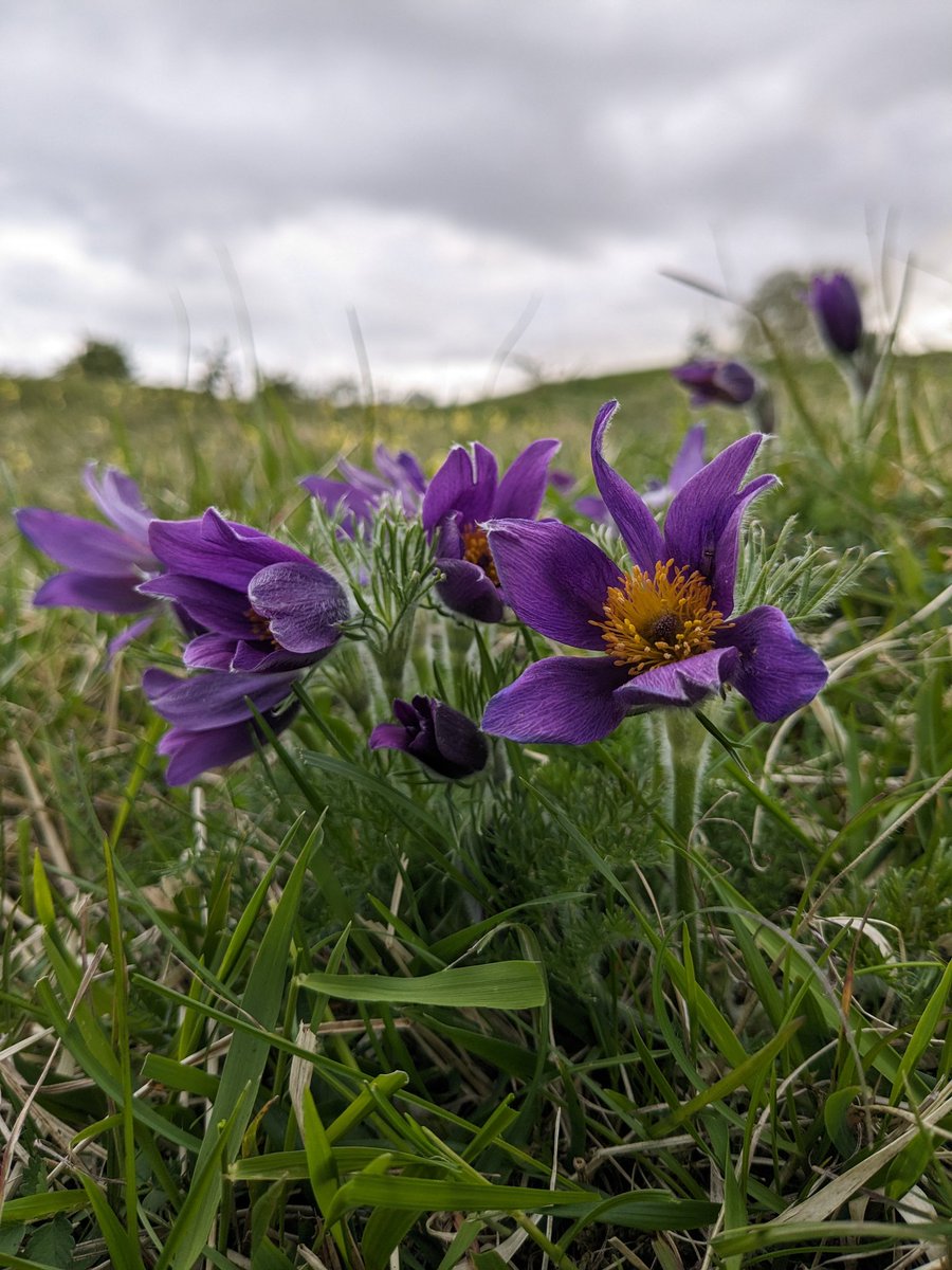 Working in Peterborough this week so took the opportunity for an evening visit to Barnack to see the Pasqueflowers. Never disappoints. #wildflowerhour