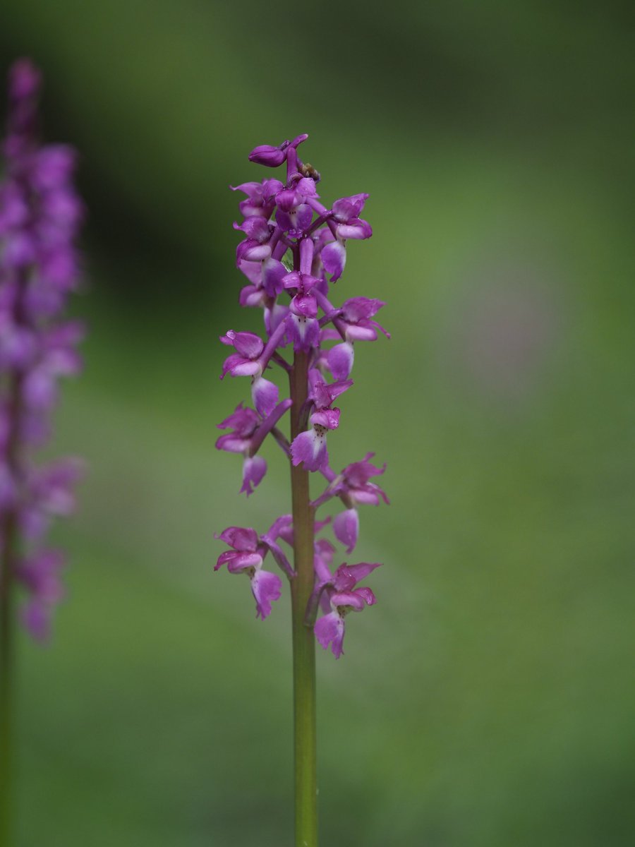 Yesterday was a day for immersion in Early Purple Orchids Orchis mascula. A population of at least 500 plants in this tucked-away woodland valley in East Hampshire. @BSBIbotany #wildflowerhour