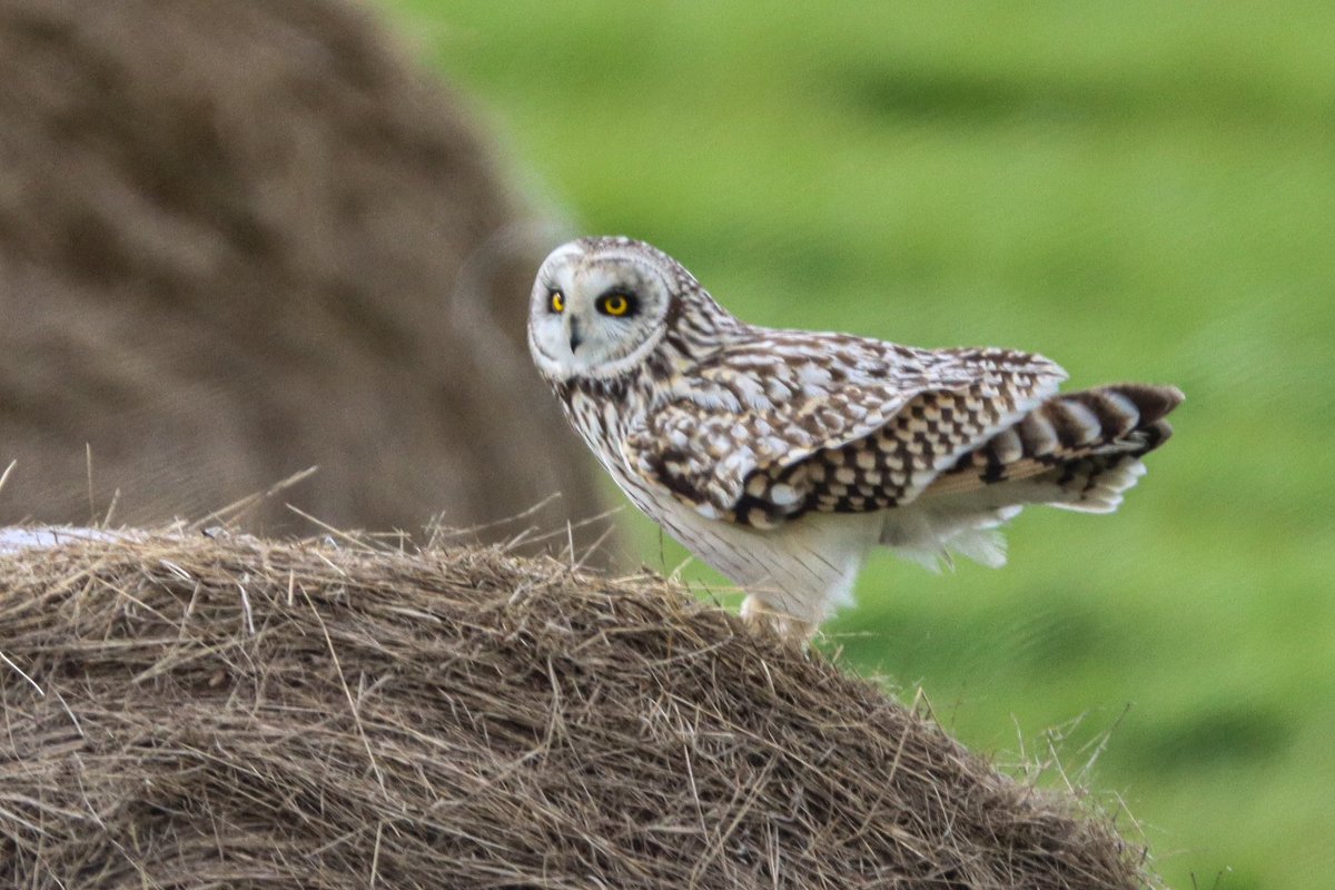 Short eared owl taken a rest in the blustery wind today @BTO_Suffolk