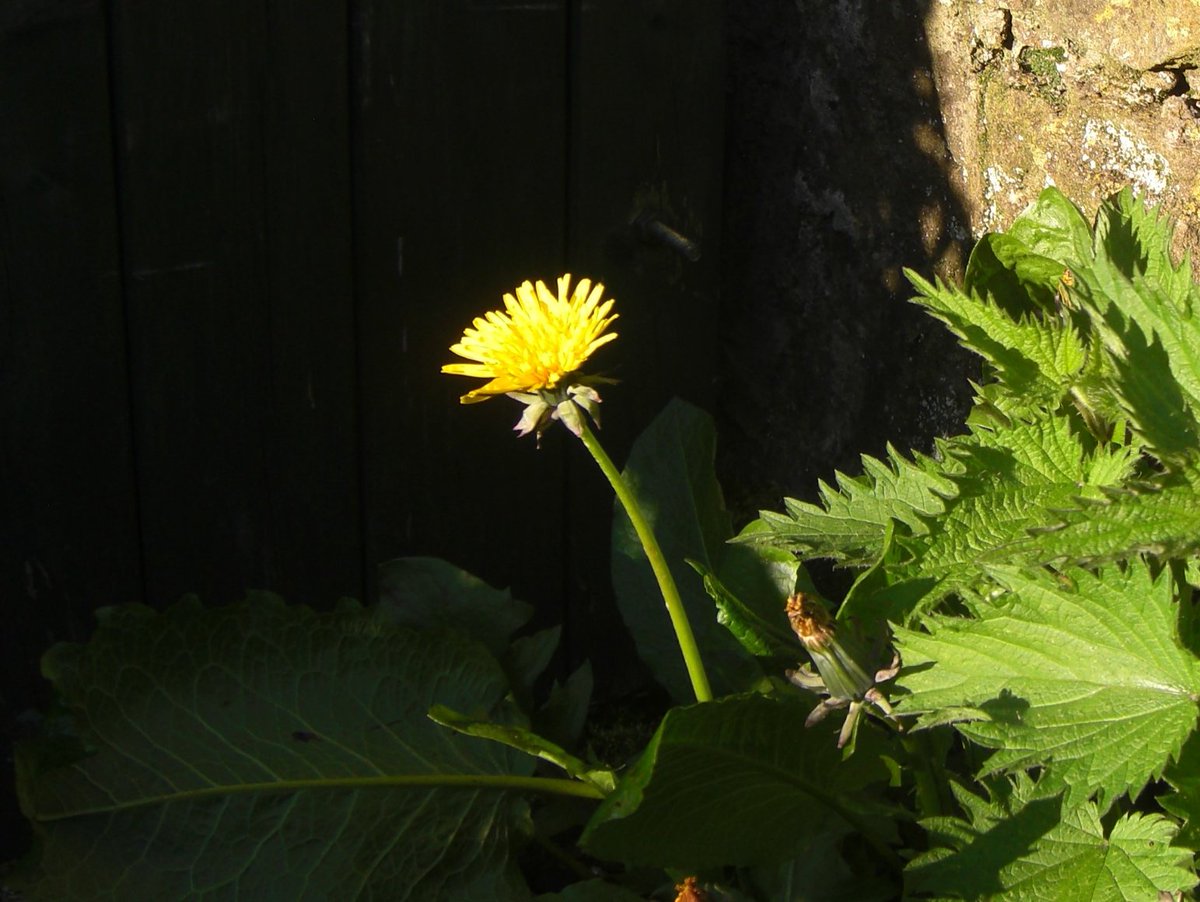 #DandelionChallenge #wildflowerhour #InternationalDayoftheDandelion