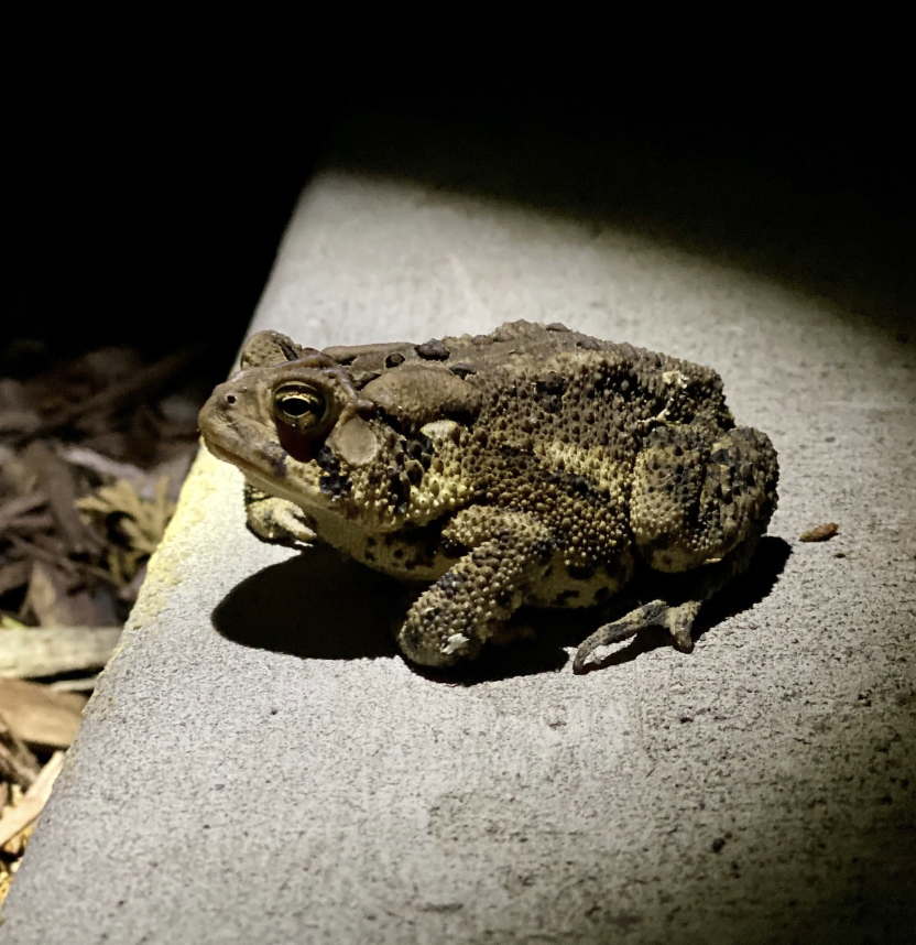 It’s giving main character energy. Live your truth, little friend 📸 Autumn Bradley