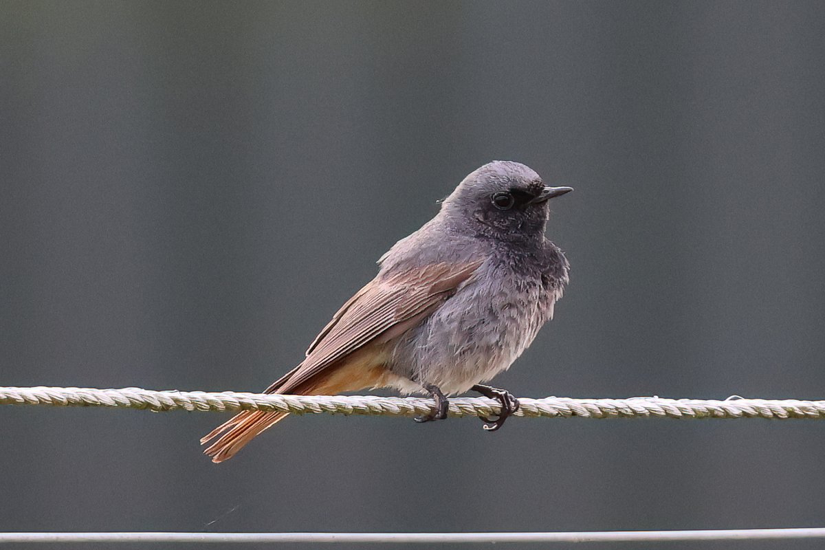 Guiding today - we spent the morning at Titchwell. It started very well, with the Black Redstart still, 3 Wheatears and two male Yellow Wagtails dropping into the paddocks beyond the car park first thing...