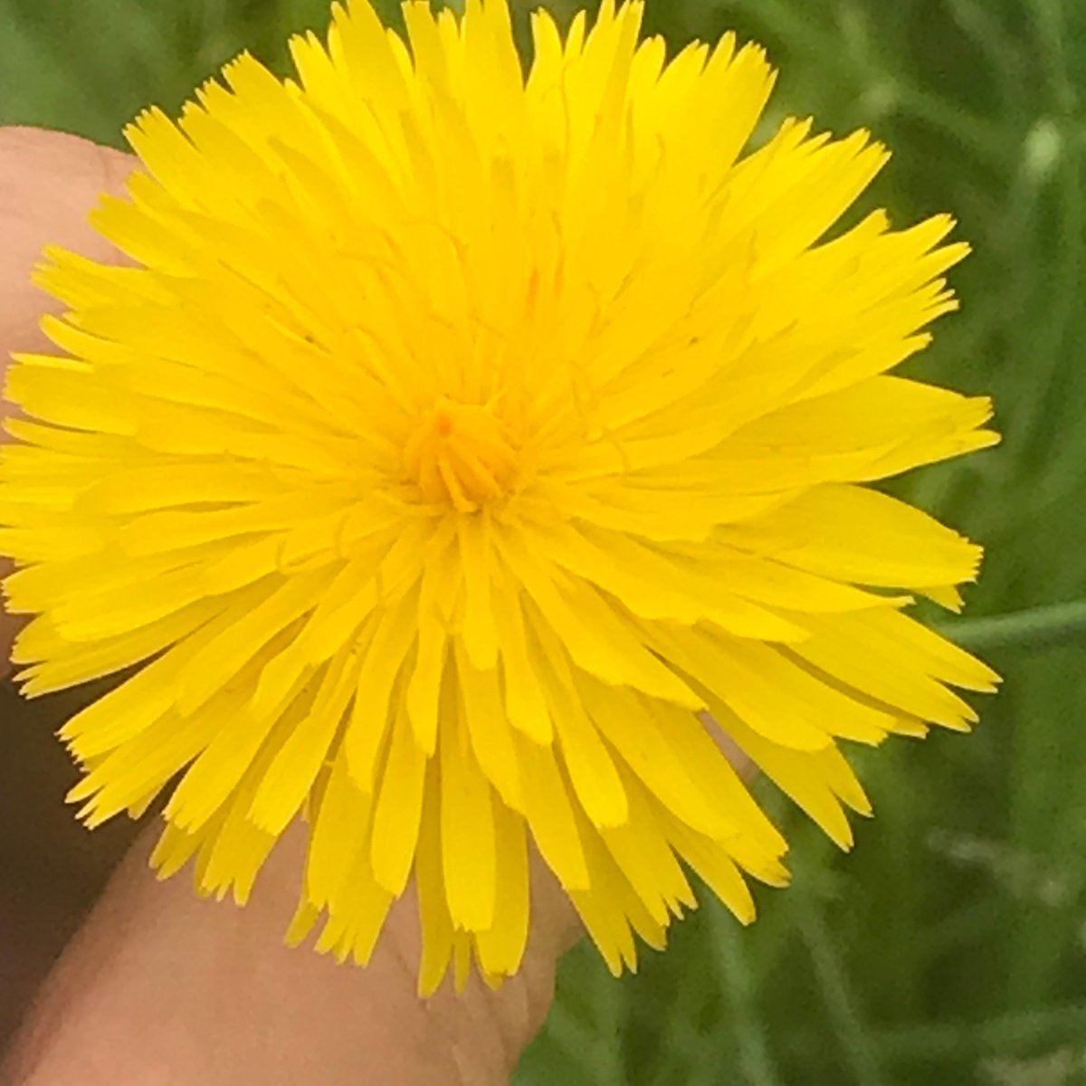 According to the BSBI, there are over 250 species of dandelion recorded throughout Britain and Ireland. The Taraxacum family, is one of the hardest for botanist to get to grips with. #InternationalDayOfTheDandelion #WildflowerHour #DandelionChallenge