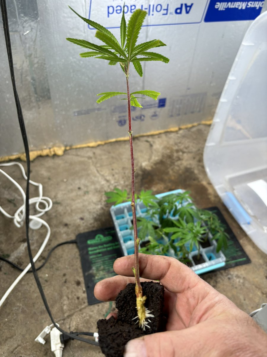 I pulled a clone off that BD that revegged and is going outdoors…Took that thing forever to pop a couple roots… 

Stem is woody… wonder what this will do?