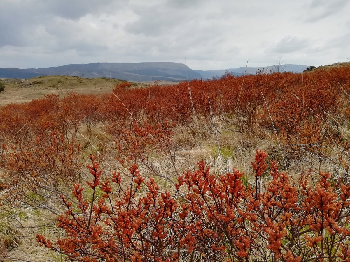 Autumn tints in spring amid the sheepwrecked, molinia-smothered uplands of north Wales. Courtesy of bog myrtle, flowering its socks off 🙂 #wildflowerhour #nature