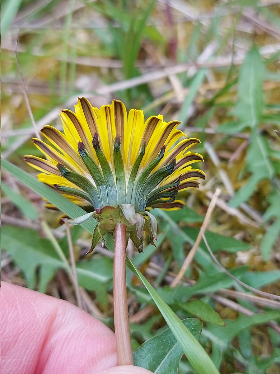 Special find on yesterday's Norfolk Flora group meeting, Taraxacum scanicum. Previously thought restricted to on Bank but now known in a number of places in Norfolk. This was a new site in vc26. @BSBIbotany #wildflowerhour @DandelionAppre1