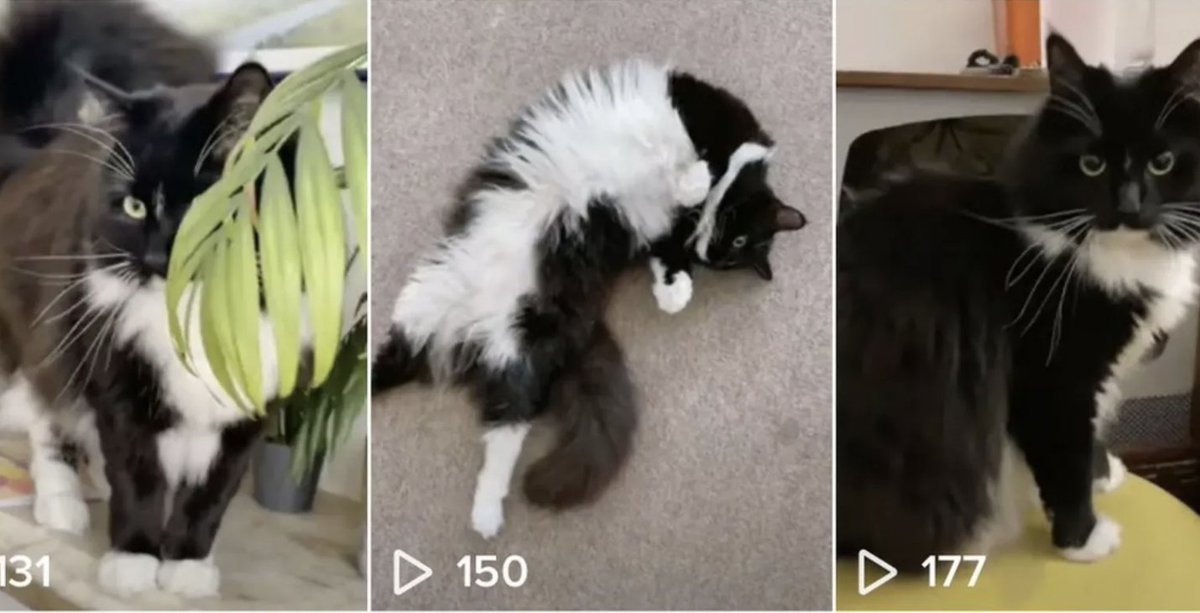 One of the reasons TikTok is under scrutiny is Buffy the cat Buffy was a mini TikTok celebrity (170 followers), and her owner was a UK journalist investigating TikTok ByteDance used the app to track her location, which was a pretty big scandal at the time