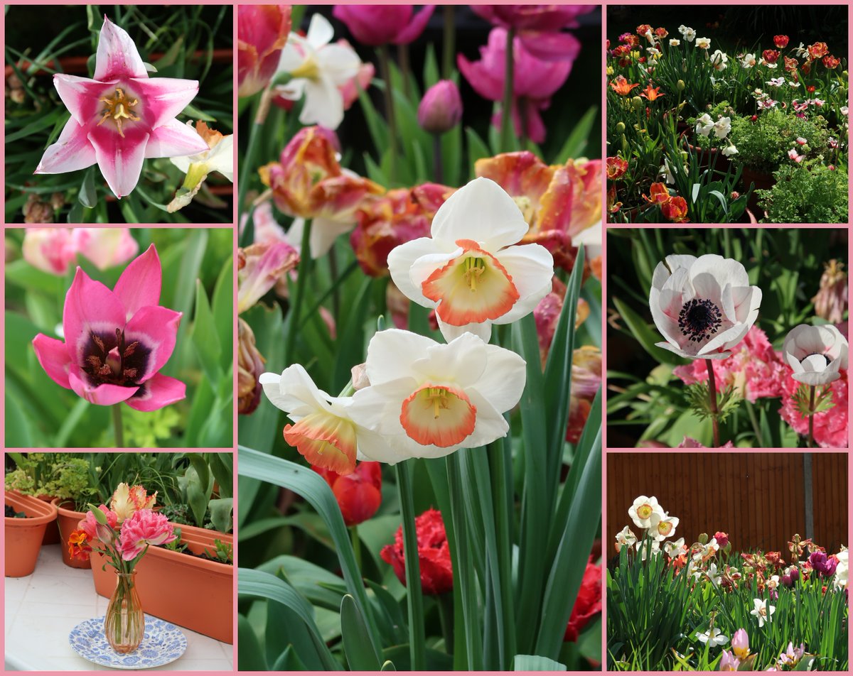 #SevenOnSunday #flowers in my #garden this month April 2024🪻💗☀️ #GardeningTwitter #gardeningx #gardening  #flower #bulbs #mygarden #spring
