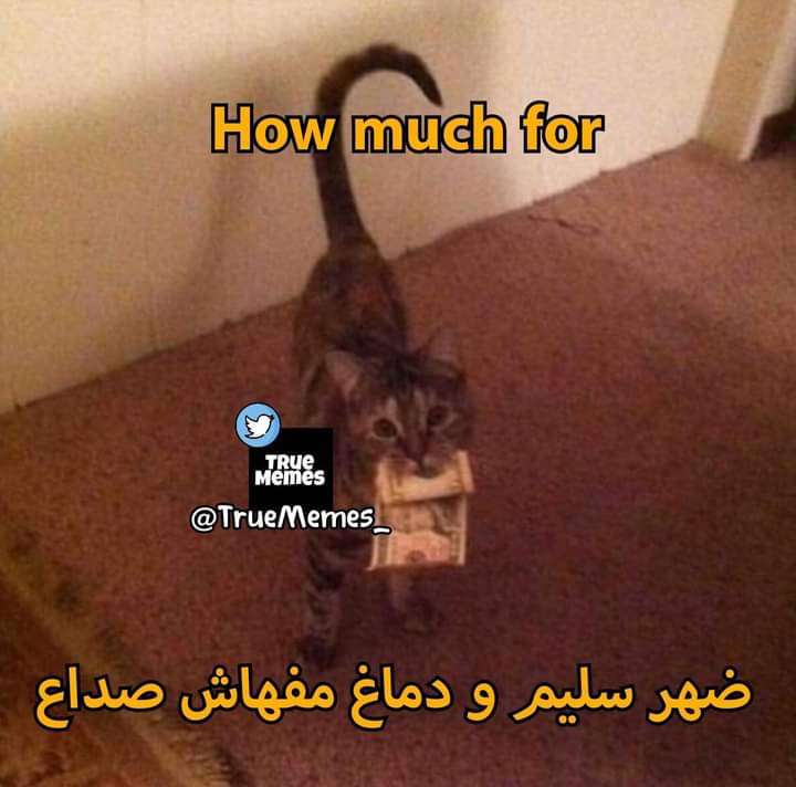 Arab Memes (@arabmemesss) on Twitter photo 