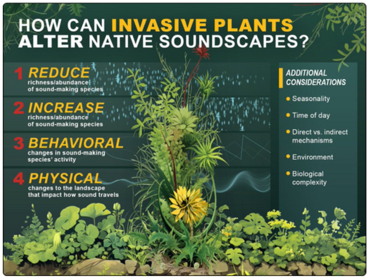 nice new paper: Impact of invasive species: Invasive species change our soundscape! I never thought about this before. I can imagine some cool projects for our students on this✨ esajournals.onlinelibrary.wiley.com/doi/10.1002/fe…