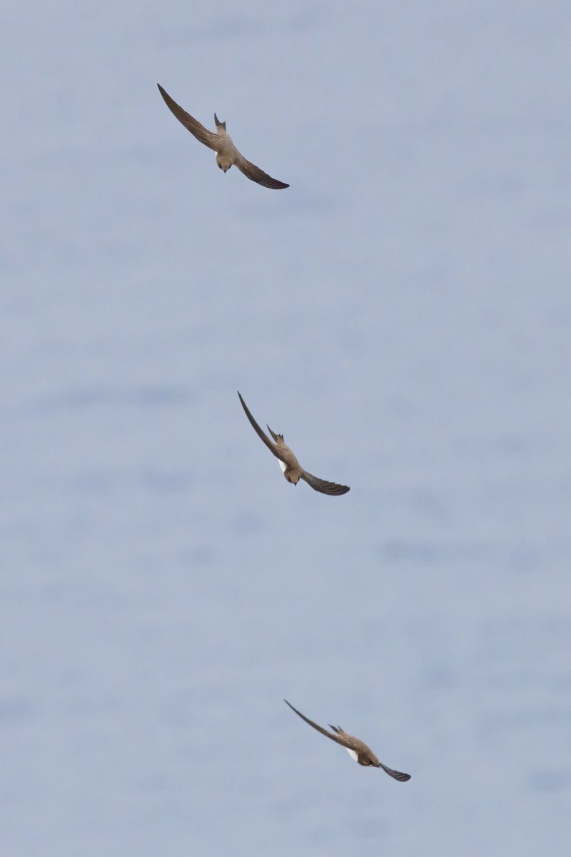 One of the highlights of Cyprus was watching Alpine Swifts chase each other over the sea whilst Eleonora’s Falcons soared around the cliffs below. Pleased to have captured this image of three of the swifts chasing each other, almost looks like a composite image!