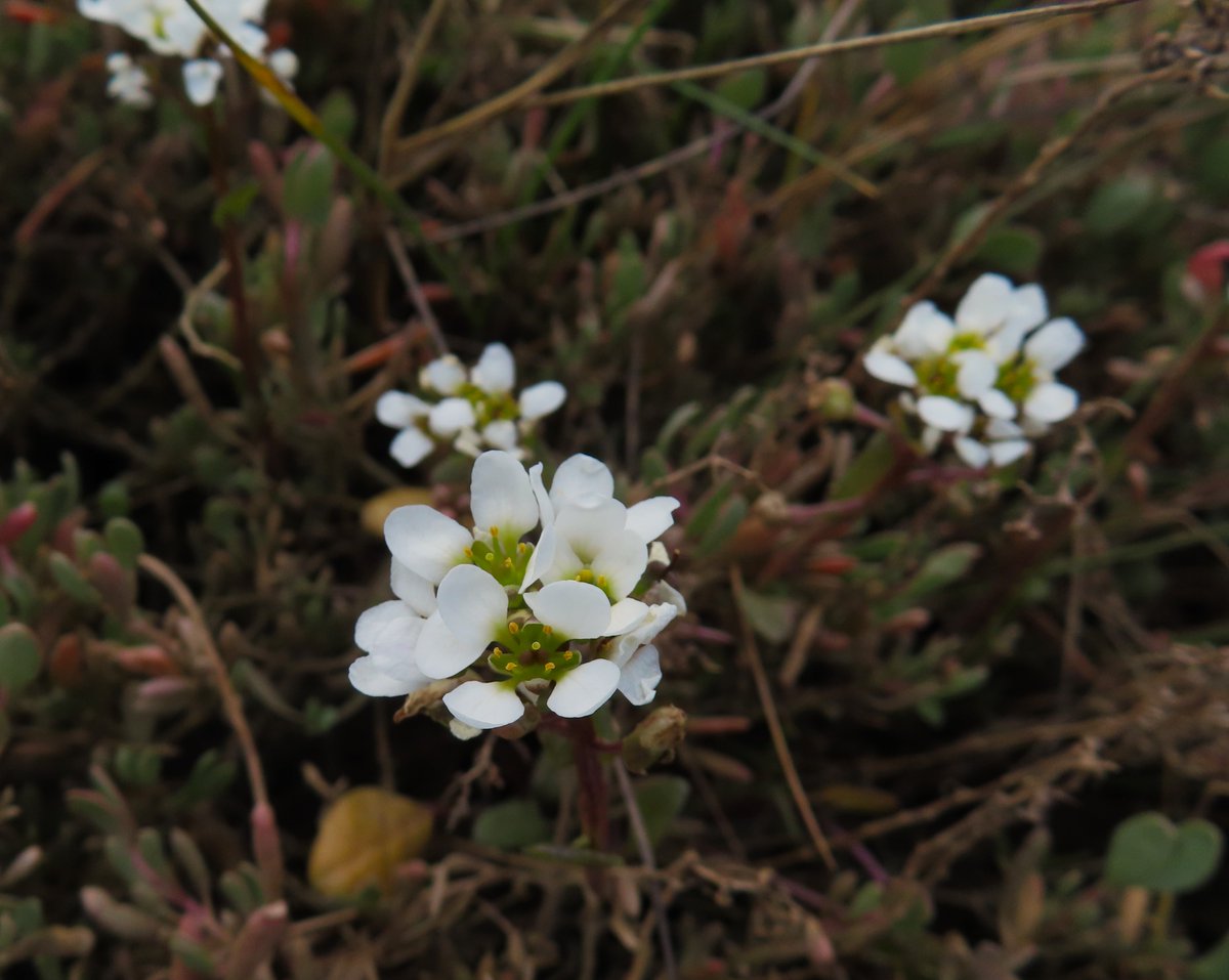 Danish Scurvy-grass, more commonly seen at the side of the roads due to salt spreading, but flowering in the wet Saltmarsh, Swale NNR #wildflowerhour