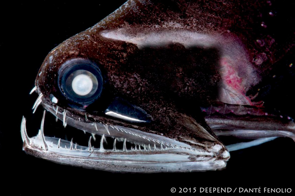 🔍New research! Weber et al. delve into the world of deep-pelagic fishes, uncovering demographic instability in a seemingly stable environment. Using DNA data, they reveal past climate impacts on 11 species.🐟
Read the paper here 👉 tinyurl.com/4syznmjz
📷 @DanteFenolio