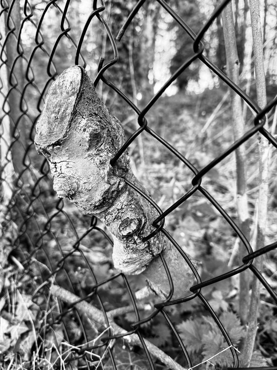 GagaNurse3's tweet image. Breaking free. Almost. Today’s best find. #springwalks #springfinds