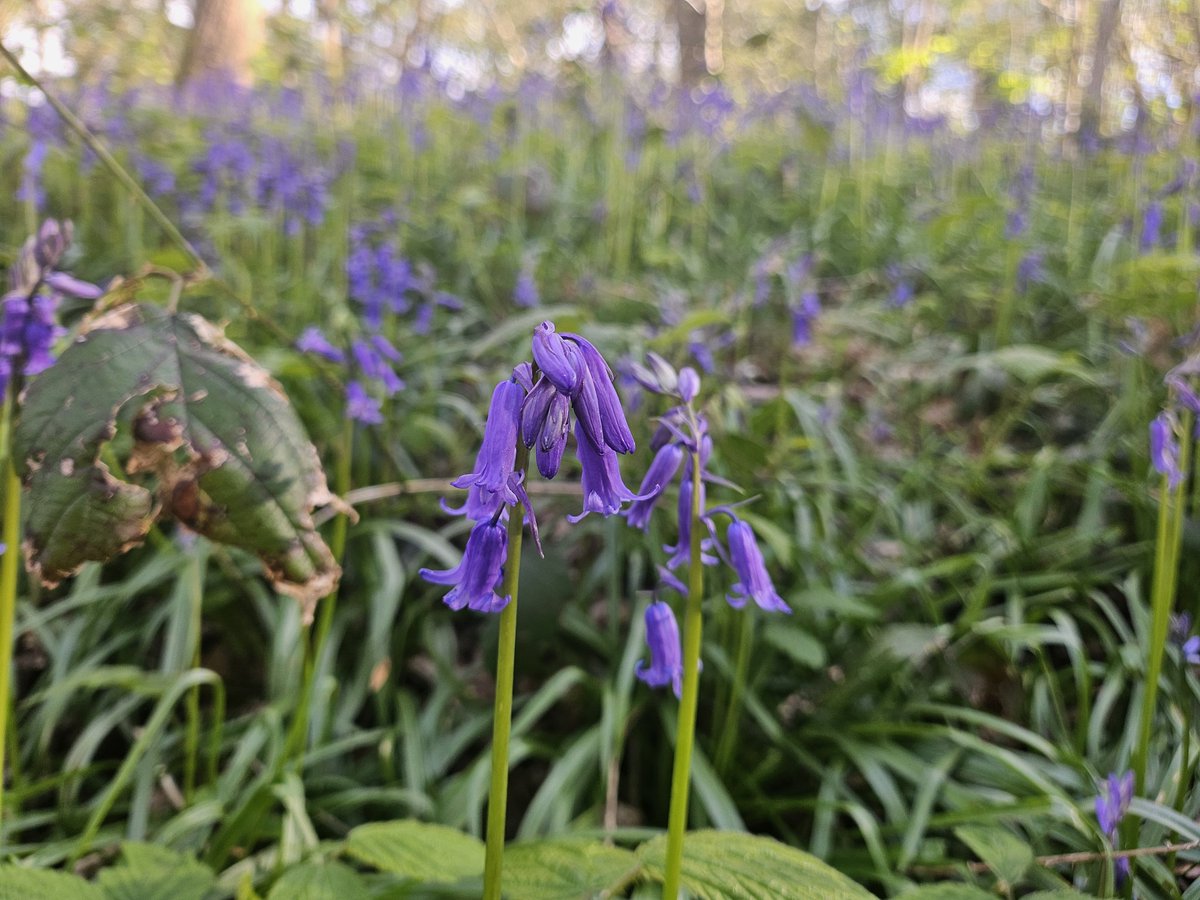 15minuteshipley's tweet image. Bluebells and blue skies at Northcliffe Park and woods 
Thankful to grandma for babysitting so we could get out for a rare evening walk in the sunshine
#15minuteShipley