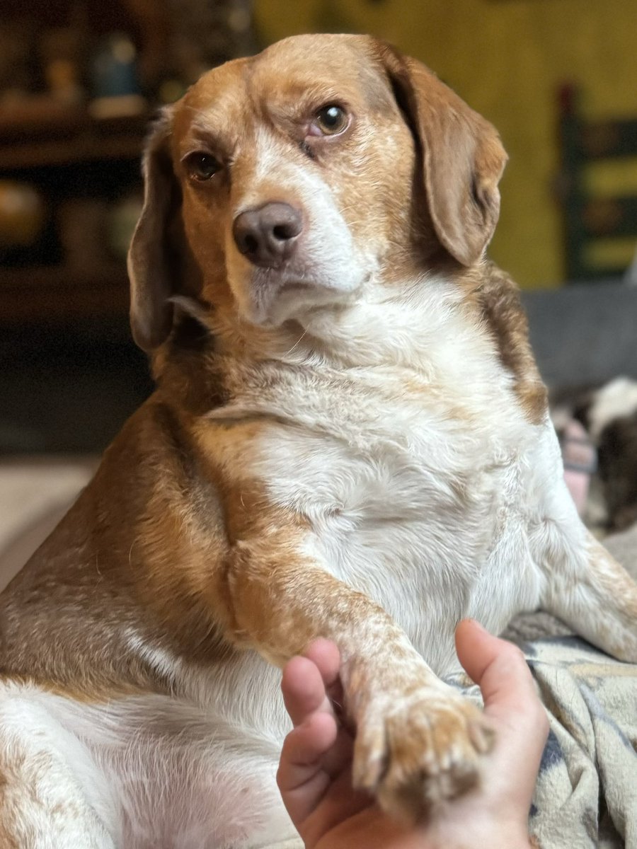 My boy 🥰 #beagle #Mac