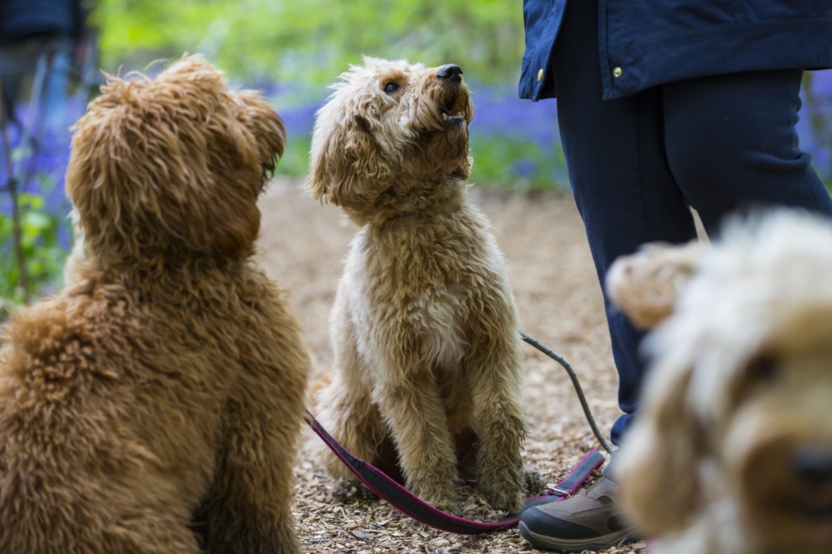 Dogs Trust Dog School, Sun 5 May & Sun 2 June, 10.00 - 15.00 at Central Bark. The Dogs Trust team will be on hand to offer dog owners training advice and discuss any behavioural support needs. Free event, no booking required, admission into the park applies #ClumberPark