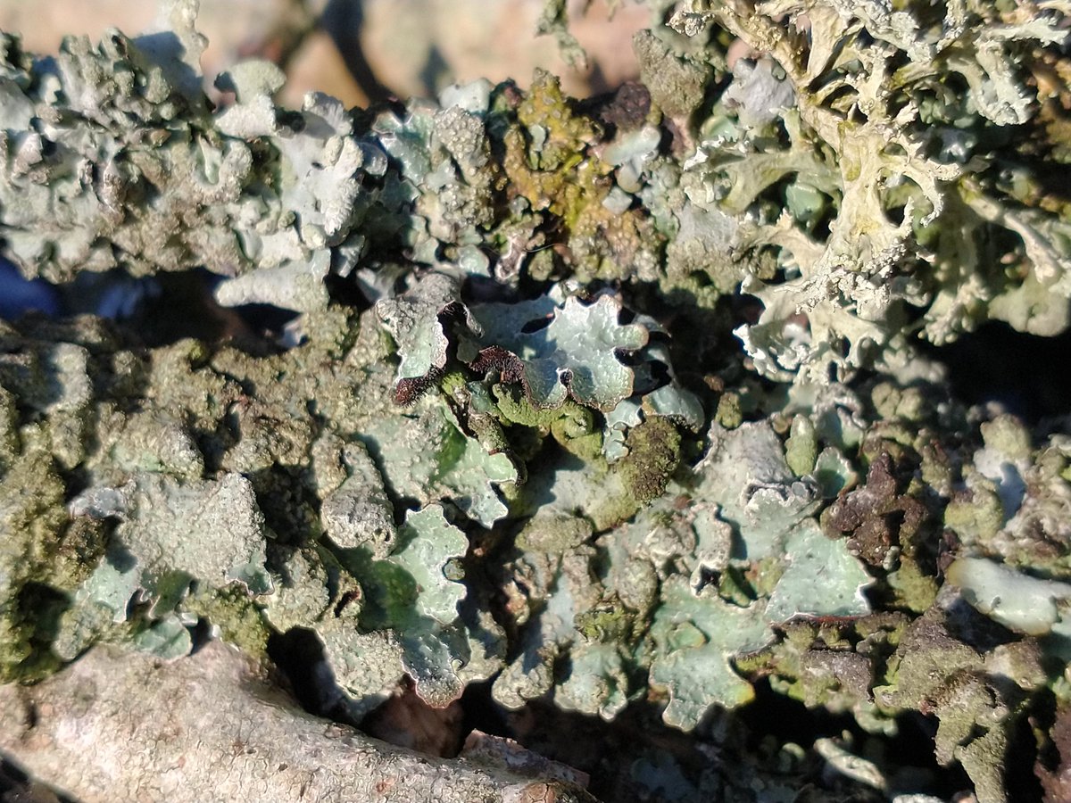 Silvery blues 😊 #lichen #lichenology #fungi #macro #nature #wildlife #thephotohour